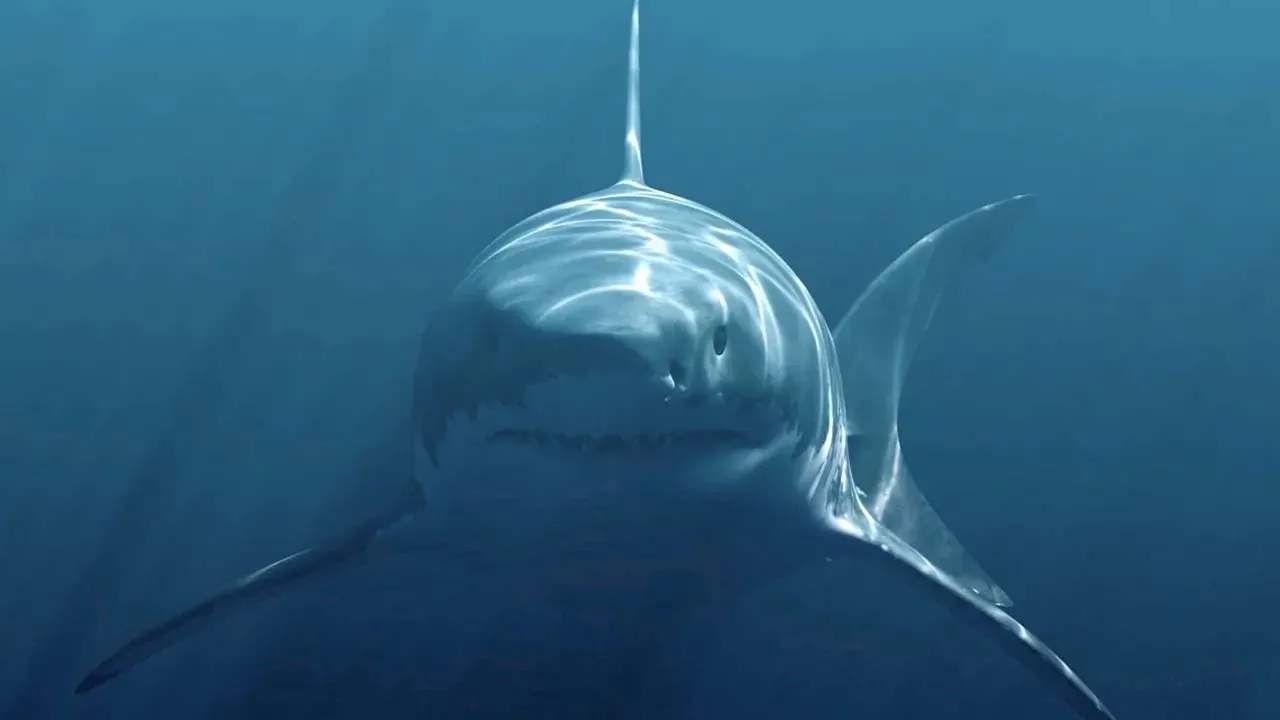 Megalodon