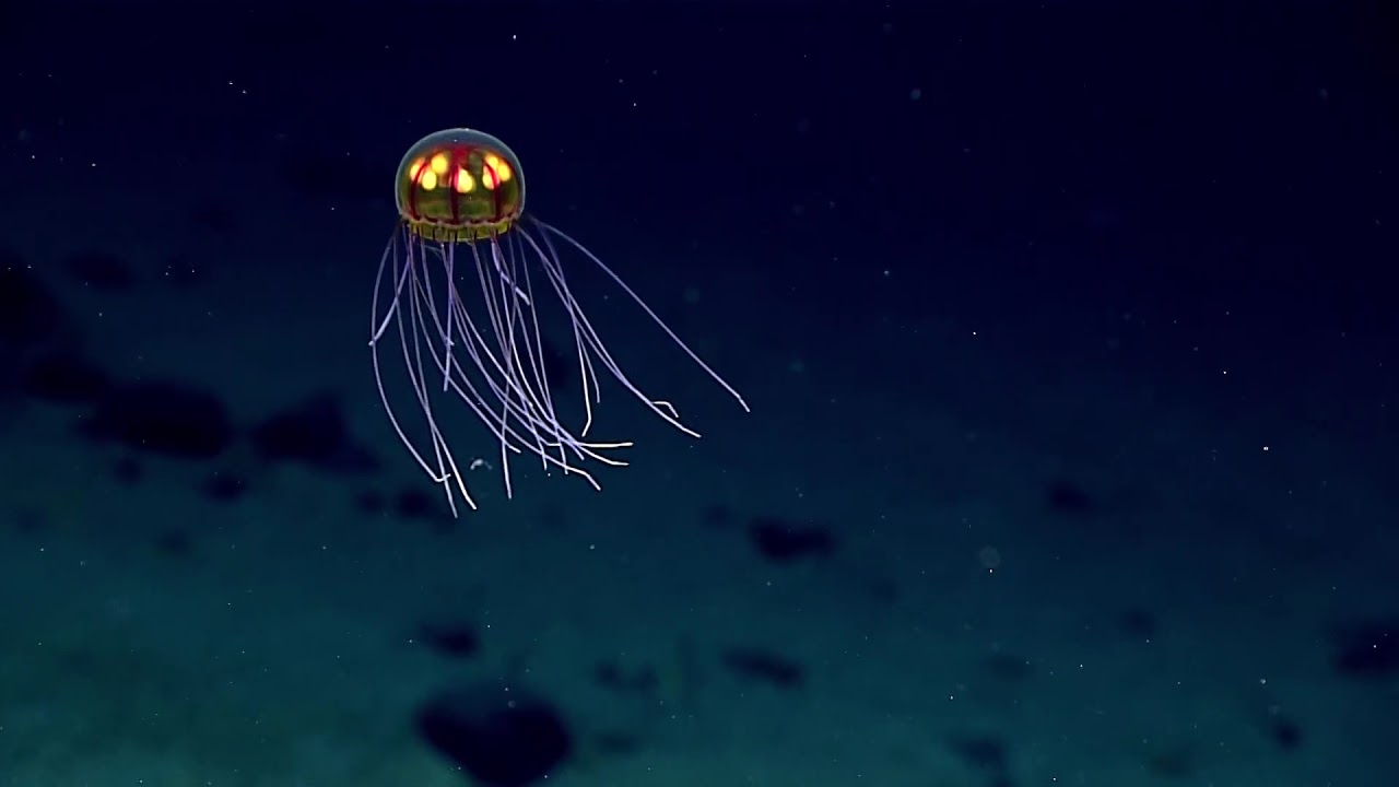 Sinyal Aneh dari Laut Dalam yang Membuat Ilmuwan Terdiam
