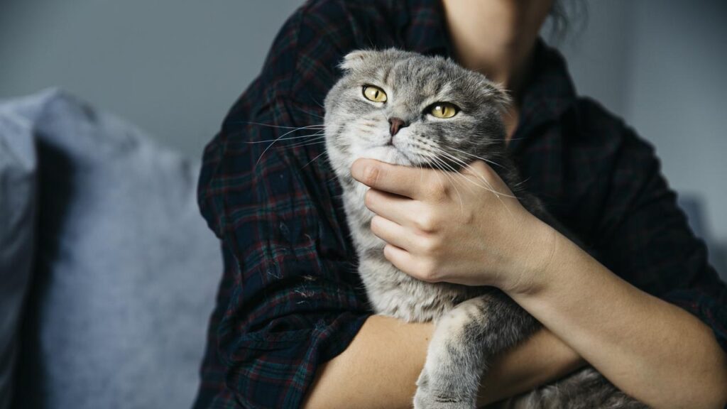 Penelitian Ungkap Fakta Mengejutkan, Kucing Peliharaan Hidup Lebih Lama Jika Tidak Dibiarkan Berkeliaran