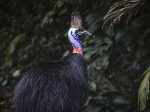 Jenis Burung