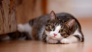 Kucing Peliharaan