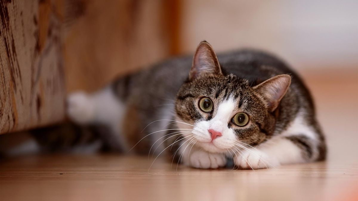 Kucing Peliharaan