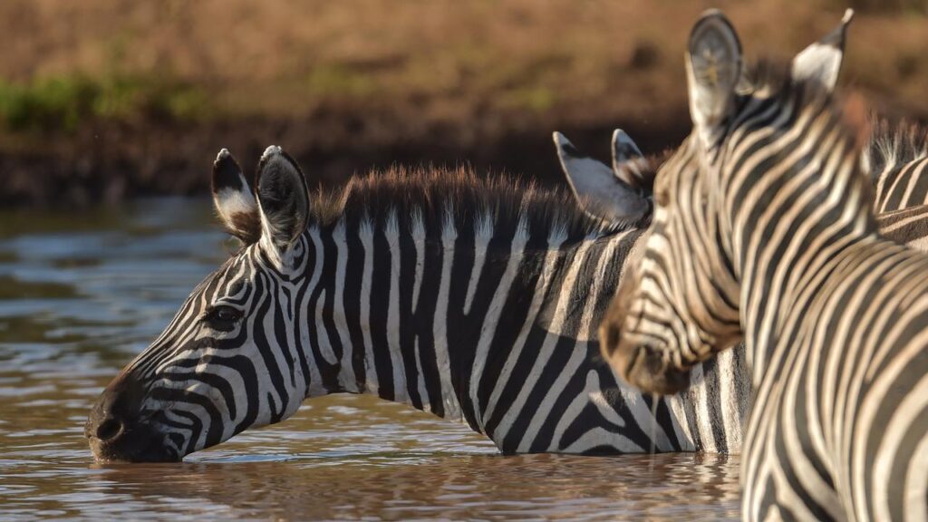 Rahasia Zebra yang Mustahil Dijinakkan, Berbeda Jauh dari Kuda