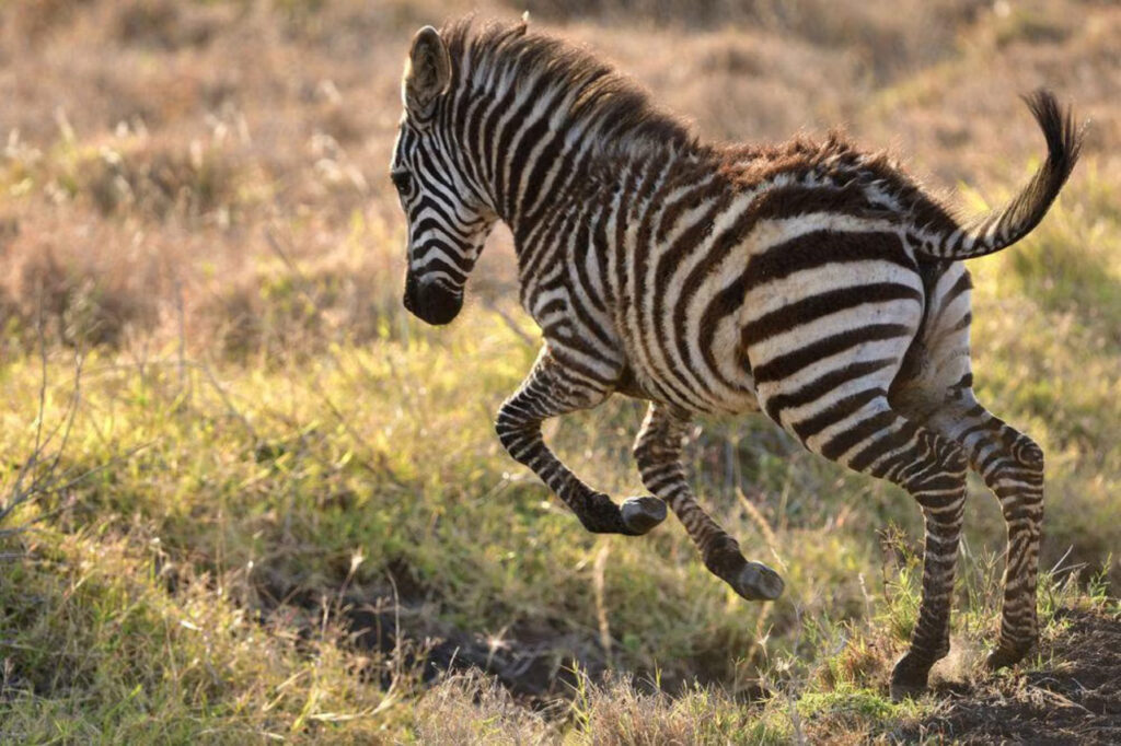 Rahasia Zebra yang Mustahil Dijinakkan, Berbeda Jauh dari Kuda