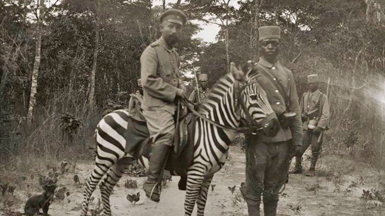 Rahasia Zebra