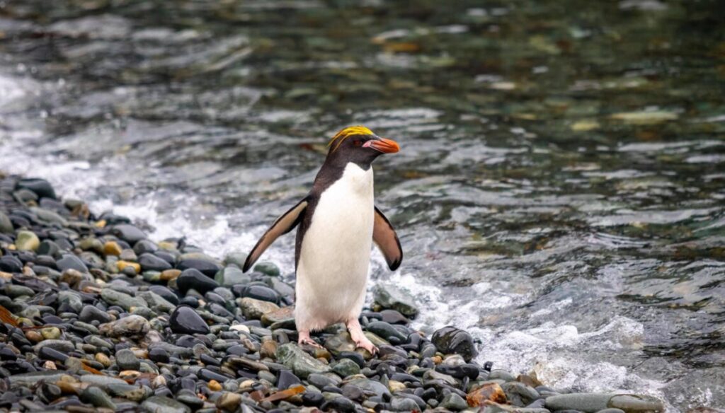 Tubuh Gempal Tapi Punya Otot Sekuat Pesawat, Apa Rahasia Penguin Makaroni?
