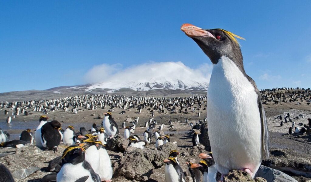 Tubuh Gempal Tapi Punya Otot Sekuat Pesawat, Apa Rahasia Penguin Makaroni?