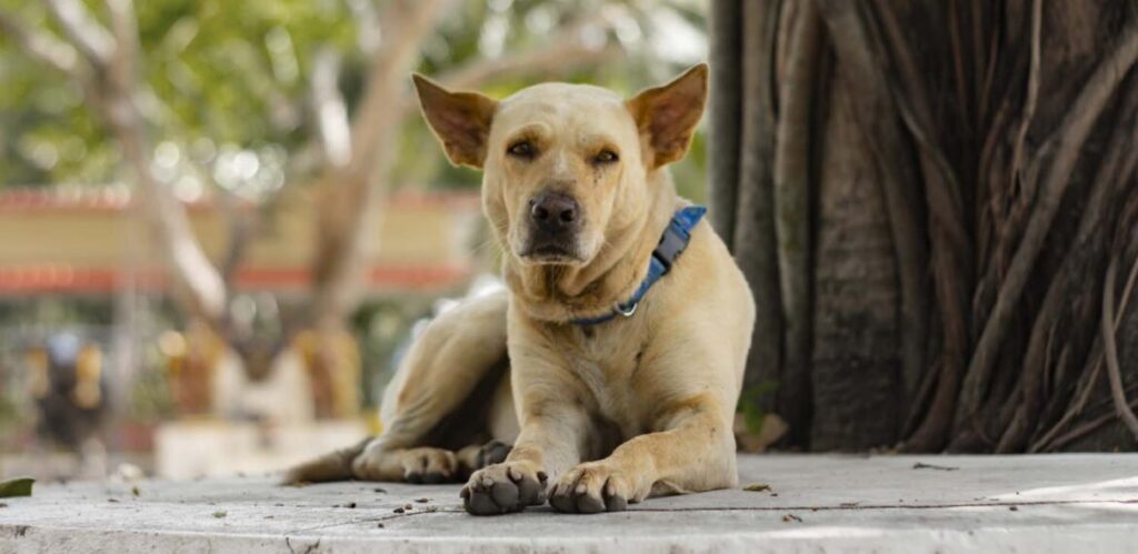 Di Balik Tatapan Tajam Anjing, Apakah Mereka Sungguh Merasakan Kehadiran Hantu?