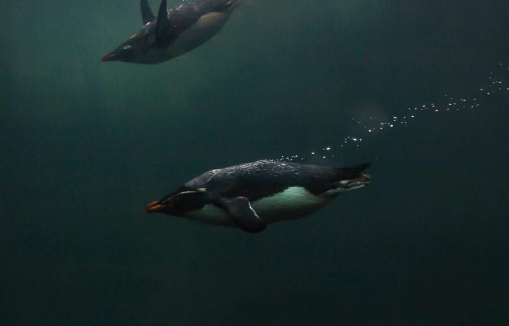 Tubuh Gempal Tapi Punya Otot Sekuat Pesawat, Apa Rahasia Penguin Makaroni?