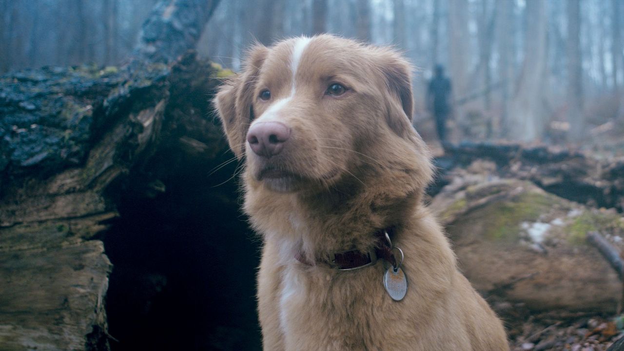 Di Balik Tatapan Tajam Anjing, Apakah Mereka Sungguh Merasakan Kehadiran Hantu?