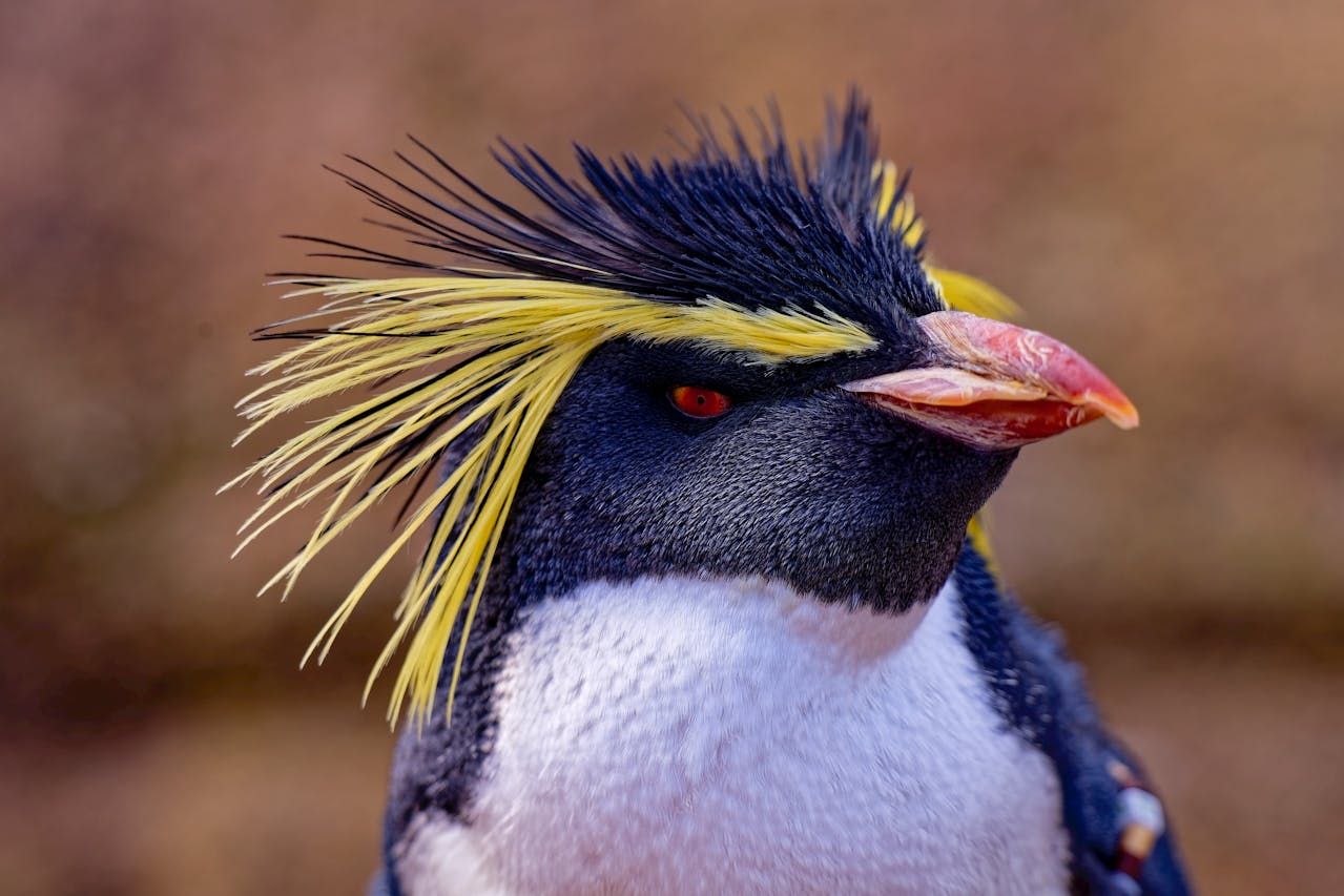 Tubuh Gempal Tapi Punya Otot Sekuat Pesawat, Apa Rahasia Penguin Makaroni?