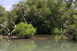 Hutan Mangrove Dunia Mulai Pulih, Ketangguhannya Bikin Ilmuwan Terkejut