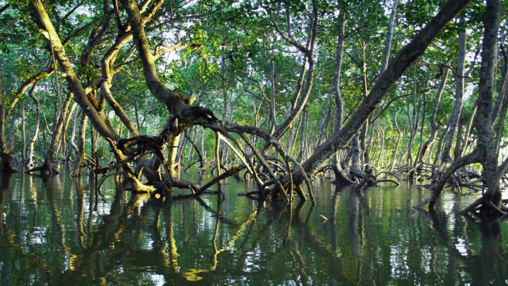 Hutan Mangrove Dunia Mulai Pulih, Ketangguhannya Bikin Ilmuwan Terkejut