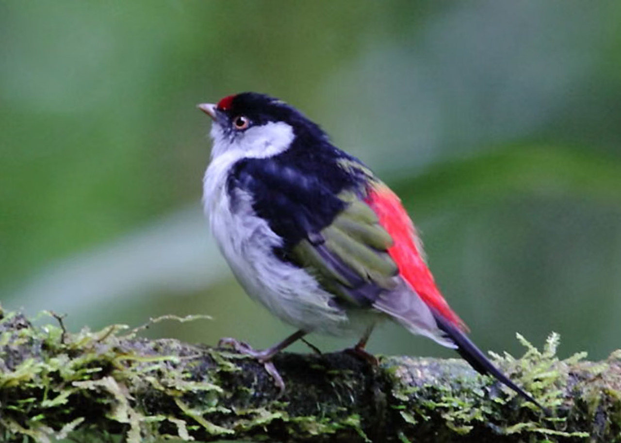 Fakta Unik Burung Manakin, Buah Jadi Senjata Rahasia Saat Mencari Pasangan