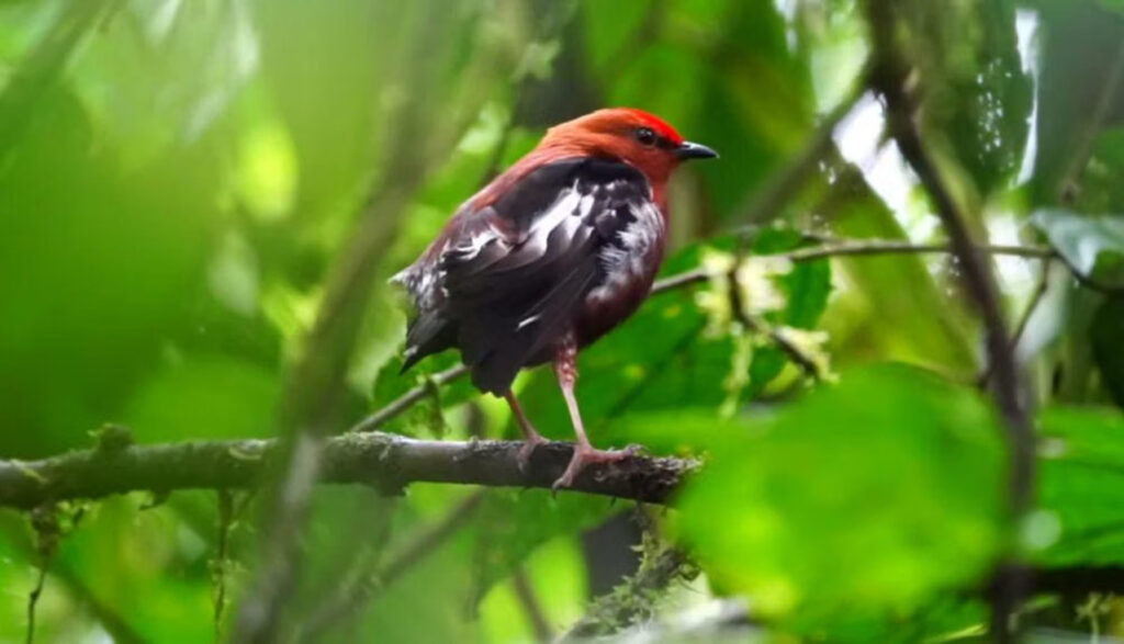 Fakta Unik Burung Manakin, Buah Jadi Senjata Rahasia Saat Mencari Pasangan